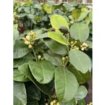 Eetbare tuin-edible garden Citrus medica - Sukadeboom - Cederappel