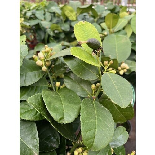 Eetbare tuin-edible garden Citrus medica - Sukadeboom - Cederappel