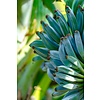 Bananen-bananas Musa acuminata "Blue Java" - Ice Cream - Blauwe Banaan