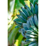Bananen-bananas Musa acuminata "Blue Java" - Ice Cream - Blauwe Banaan