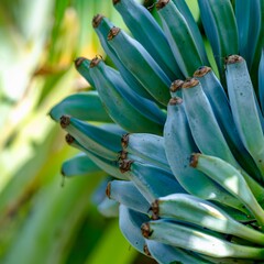 Bananen-bananas Musa acuminata "Blue Java" - Ice Cream - Blue Banana