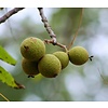 Eetbare tuin-edible garden Juglans nigra - Black Walnut