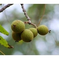 Eetbare tuin-edible garden Juglans nigra - Black Walnut