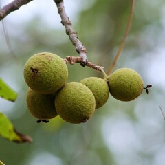 Eetbare tuin-edible garden Juglans nigra - Noyer noir
