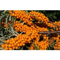 Eetbare tuin-edible garden Hippophae rhamnoides - Duindoorn - Duinbes