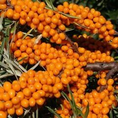 Eetbare tuin-edible garden Hippophae rhamnoides - Baie des dunes - Argousier