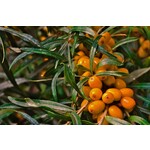 Eetbare tuin-edible garden Hippophae rhamnoides - Duindoorn - Duinbes