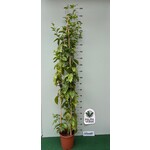 Eetbare tuin-edible garden Passiflora edulis - Passion fruit
