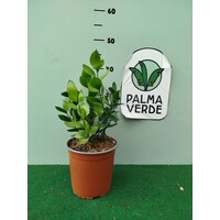 Bloemen-flowers Ruscus hypoglossum - Paardentong