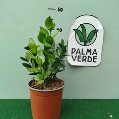 Bloemen-flowers Ruscus hypoglossum