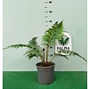 Blad-leaf Cyathea cooperi - Scaled Treefern