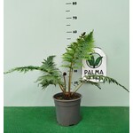 Blad-leaf Cyathea cooperi - Scaled Treefern