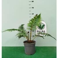 Blad-leaf Cyathea cooperi - Australische boomvaren