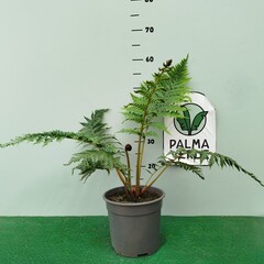 Blad-leaf Cyathea cooperi - Australische boomvaren