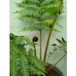 Blad-leaf Cyathea cooperi - Scaled Treefern