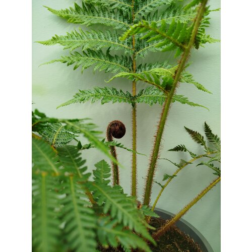 Blad-leaf Cyathea cooperi -Fougère arborescente d'Australie