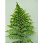 Blad-leaf Cyathea cooperi - Scaled Treefern
