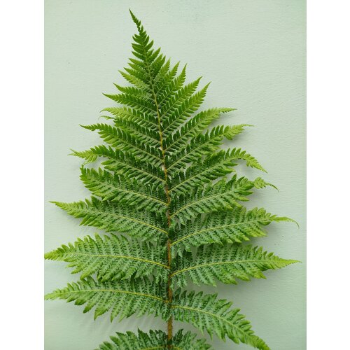 Blad-leaf Cyathea cooperi - Scaled Treefern