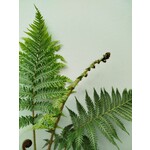 Blad-leaf Cyathea cooperi - Scaled Treefern