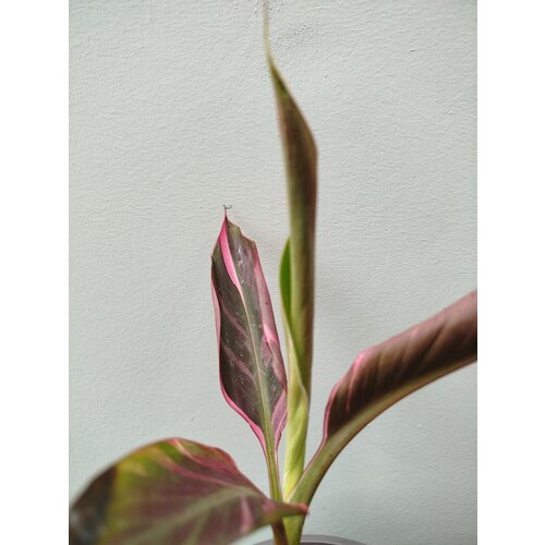 Bananen-bananas Musa nono "Pink Variegated"