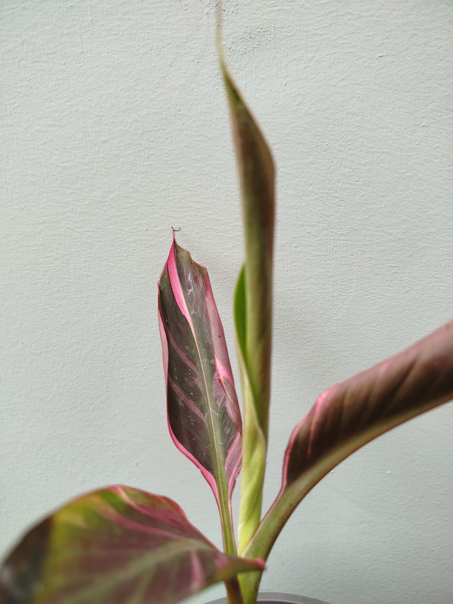 mallow】ムサ フロリダNo.001、ピンクNo.001 mallow様専用】ムサ