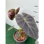 Blad-leaf Colocasia esculenta "Royal Hawaiian Aloha"- Elephant ear