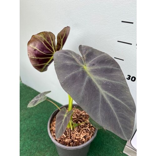 Blad-leaf Colocasia esculenta "Royal Hawaiian Aloha"- Elephant ear
