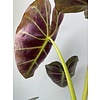 Blad-leaf Colocasia esculenta "Royal Hawaiian Aloha"- Elephant ear