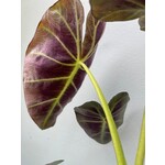 Blad-leaf Colocasia esculenta "Royal Hawaiian Aloha"- Elephant ear