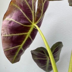 Blad-leaf Colocasia esculenta "Royal Hawaiian Aloha" - Olifantenoor