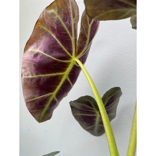 Blad-leaf Colocasia esculenta "Royal Hawaiian Aloha"- Elephant ear