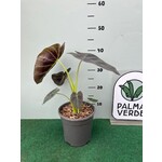 Blad-leaf Colocasia esculenta "Royal Hawaiian Aloha"- Elephant ear