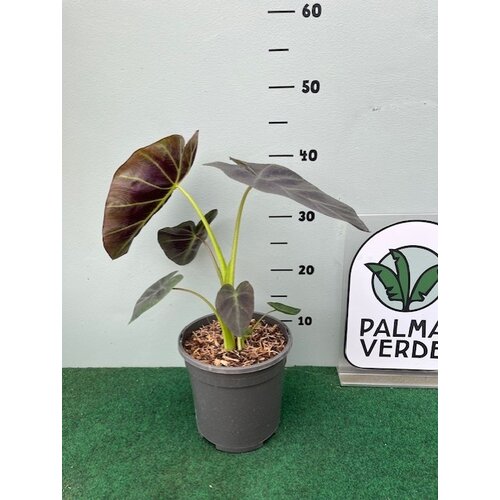 Blad-leaf Colocasia esculenta "Royal Hawaiian Aloha"- Elephant ear