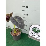 Blad-leaf Colocasia esculenta "Royal Hawaiian Aloha"- Elephant ear