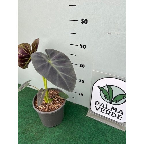Blad-leaf Colocasia esculenta "Royal Hawaiian Aloha"- Elephant ear