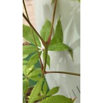 Eetbare tuin-edible garden Aesculus indica - Indian Horse Chestnut