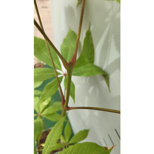 Eetbare tuin-edible garden Aesculus indica - Indian Horse Chestnut