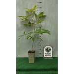 Eetbare tuin-edible garden Aesculus indica - Indische paardenkastanje