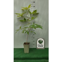 Eetbare tuin-edible garden Aesculus indica - Indische paardenkastanje