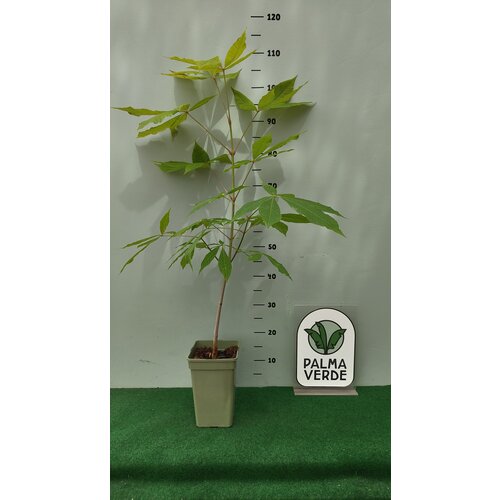 Eetbare tuin-edible garden Aesculus indica - Indische paardenkastanje