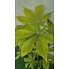 Eetbare tuin-edible garden Aesculus indica - marronnier d’Inde de l’Himalaya