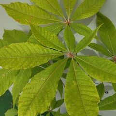 Eetbare tuin-edible garden Aesculus indica - marronnier d’Inde de l’Himalaya