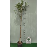 Eetbare tuin-edible garden Syzygium jambos - Djamboe aer mawar - Pomme Rose