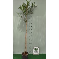 Eetbare tuin-edible garden Syzygium jambos - Djamboe aer mawar - Pomme Rose