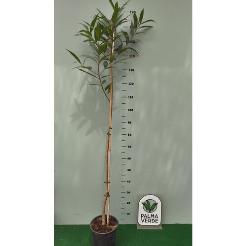 Eetbare tuin-edible garden Syzygium jambos - Djamboe aer mawar - Pomme Rose