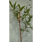 Eetbare tuin-edible garden Syzygium jambos - Djamboe aer mawar - Pomme Rose