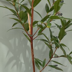 Eetbare tuin-edible garden Syzygium jambos - Djamboe aer mawar - Rose apple