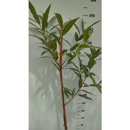 Eetbare tuin-edible garden Syzygium jambos - Djamboe aer mawar - Pomme Rose