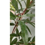 Eetbare tuin-edible garden Syzygium jambos - Djamboe aer mawar - Pomme Rose