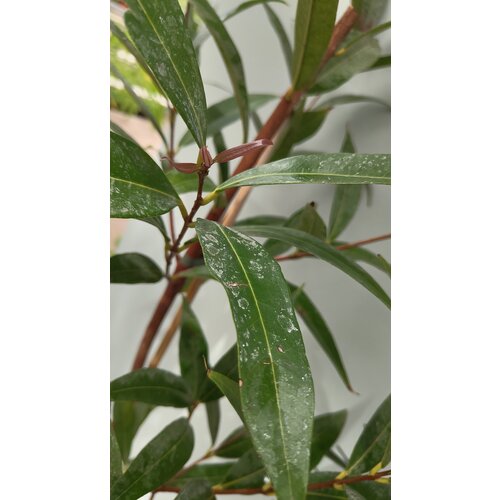 Eetbare tuin-edible garden Syzygium jambos - Djamboe aer mawar - Pomme Rose